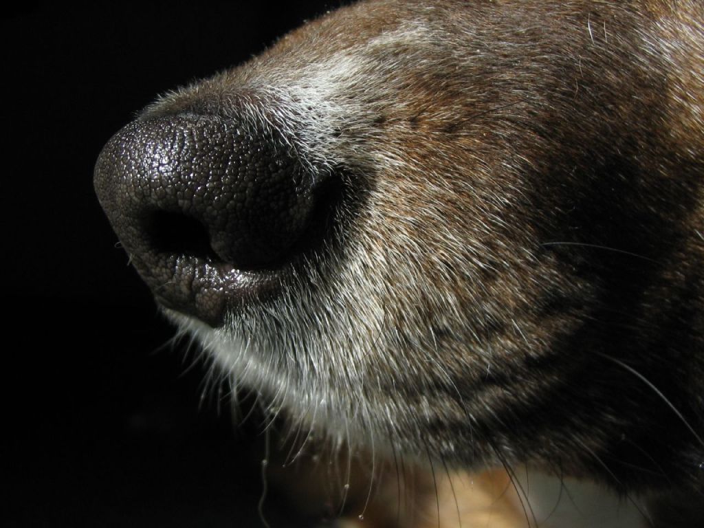 Pet Dogs Can Detect Early Biomarkers of Parkinson’s, Study&nbsp;Reveals