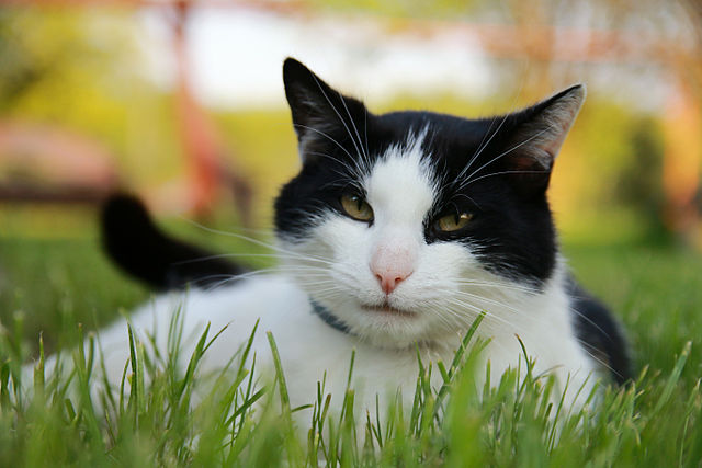 How Cats Impact Care Home Residents’ Health & Social&nbsp;Networks