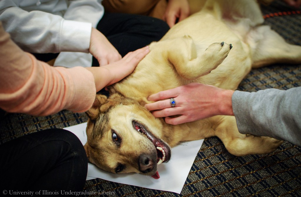 Dogs Support Mental Health Staff’s Wellbeing, Study&nbsp;Reveals