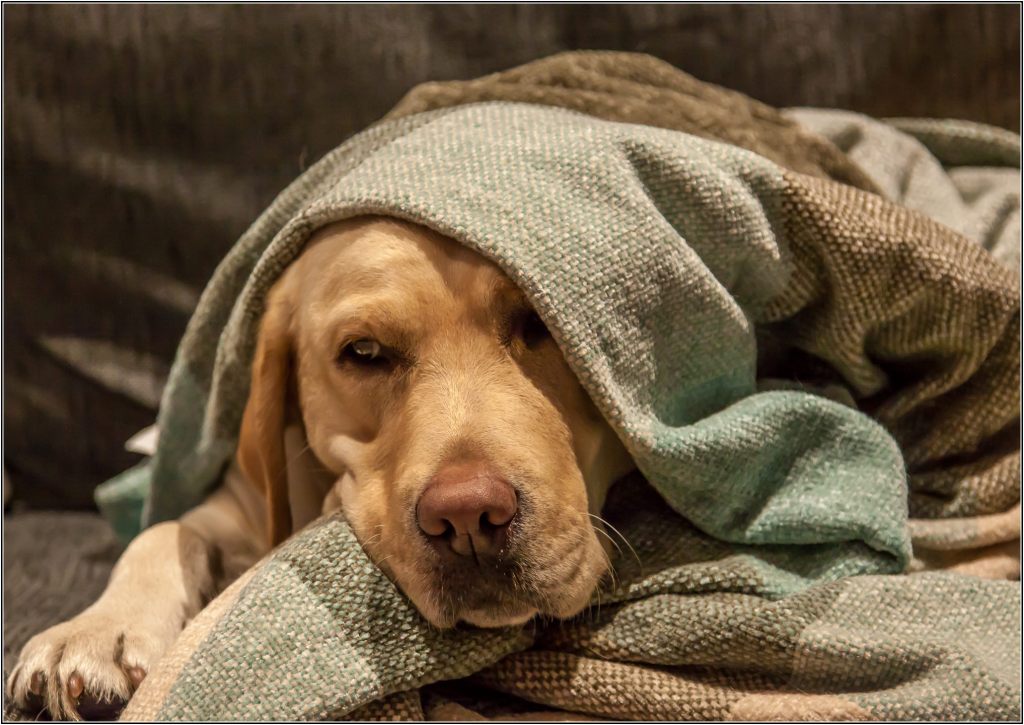 How Pets Supported Older Adults’ Mental Health During the&nbsp;Pandemic