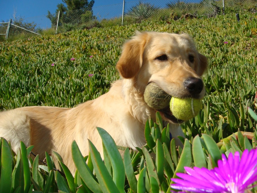 Study Reveals Heart and Brain Health Benefits From Interacting with&nbsp;Dogs