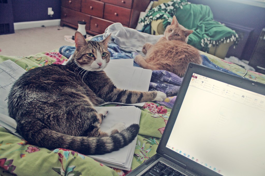 How Pets Reduced  Stress for Remote Workers During the&nbsp;Pandemic