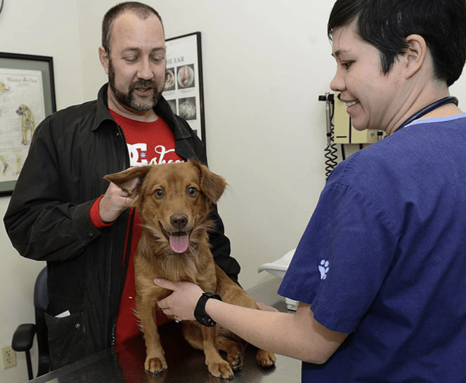 Dogs mirror our physiological stress at the vets, study&nbsp;reveals