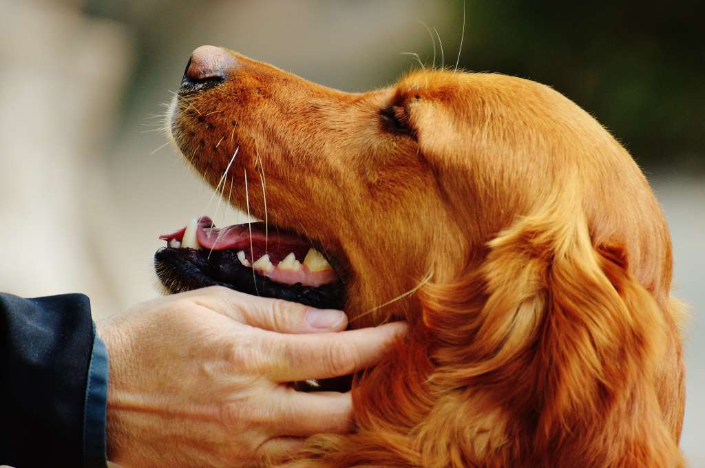 Saying No: The Role of Consent for Dogs in Animal-Assisted&nbsp;Therapy