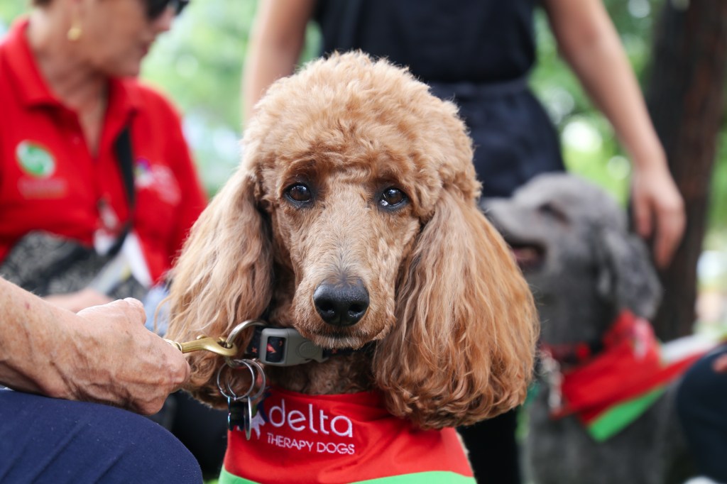 A Pawsitive Change: The Impact of Dogs in the&nbsp;ICU